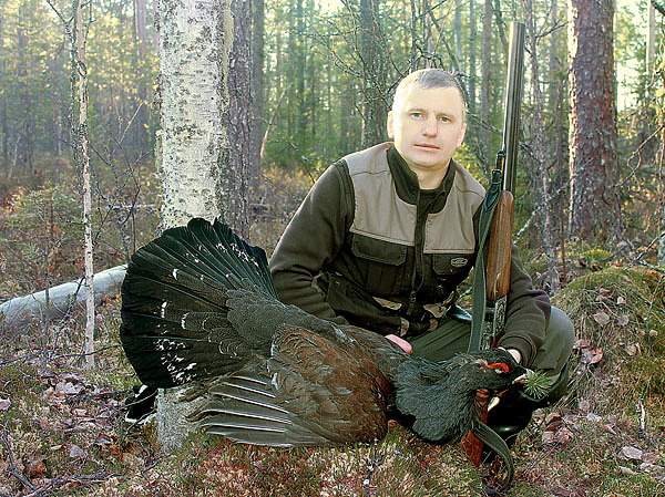 Изображение Для добычи глухаря подойдет ружье от 12-го до 20-го калибра с резким и кучным боем. Фото автора. 