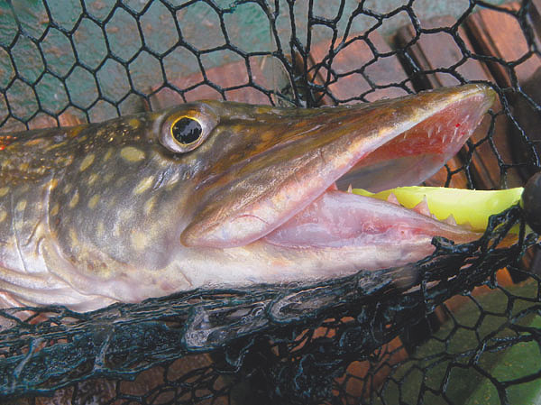 Изображение Фото: Анатолий Маилков.