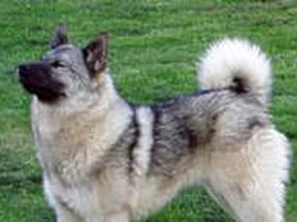 Изображение фотографии предоставлены автором