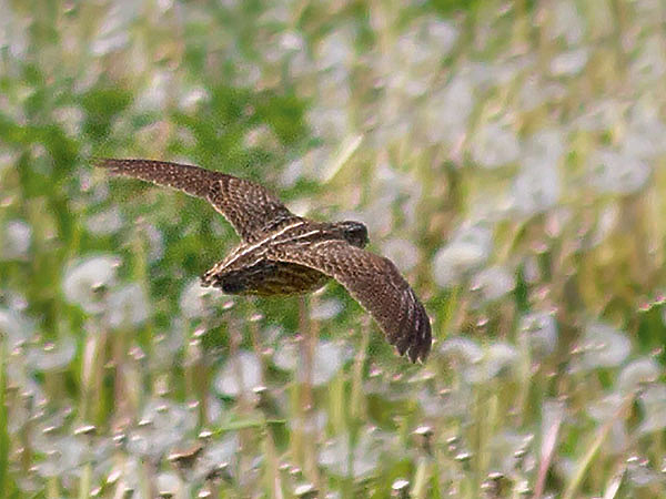 Изображение Уходя низом из-под собаки, перепел теряется на фоне травы, что делает его трудной мишенью, особенно при низкой освещенности. ФОТО AT0M/WIKIMEDIA.ORG (CC BY 4.0) 
