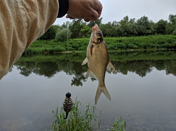 Изображение Еще одна донка сработала. Фото: Трембицкого Алексея. 