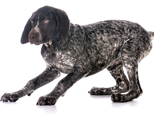 Изображение ФОТО: SHUTTERSTOCK