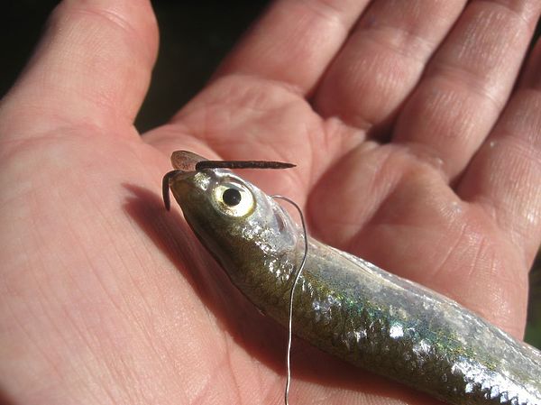 Изображение Фото: Александр Токарев.