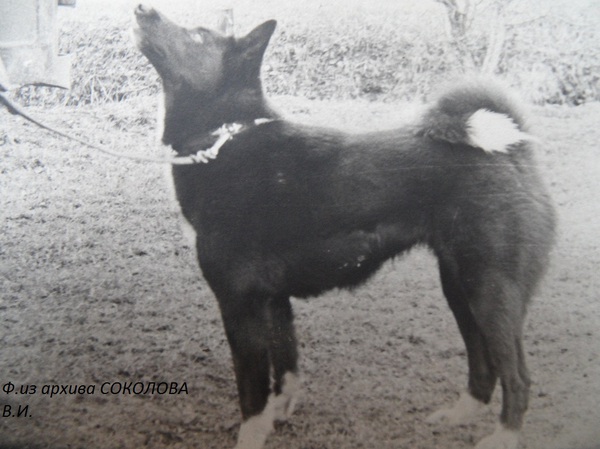 Изображение Ласка 1912 р.1973 Большакова А.А. от Найды Палтусова.