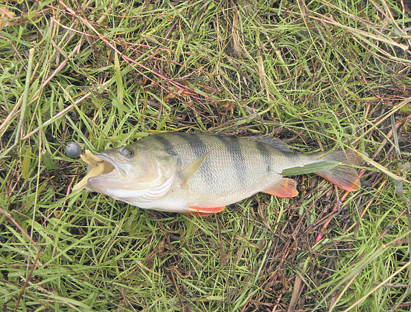 Изображение Фото: Маилкова Анатолия.