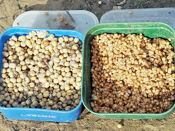 Изображение Горох и пшеница —  основные летние насадки для речной рыбалки. Фото: Николай Линник. 