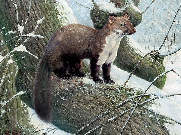 Изображение ИЛЛЮСТРАЦИЯ BIODIVLIBRARY/FLICKR.COM (CC BY 2.0) 