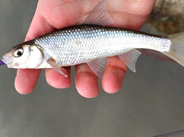 Изображение Елец часто ведет себя как хищник, только рот для большой приманки маловат. Фото: Кузнецова Евгения.