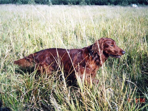 Изображение фото из архива автора 