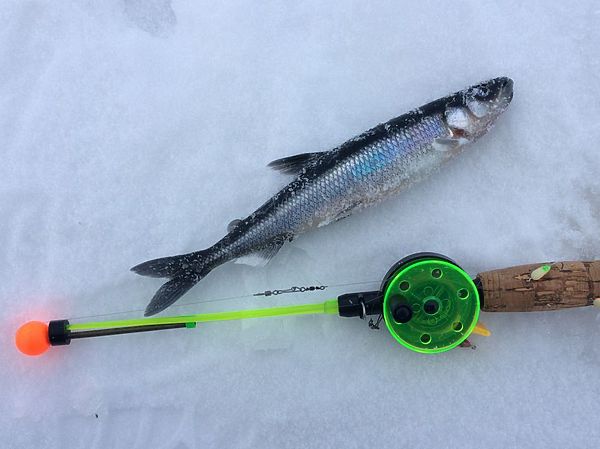 Изображение Классическая удочка для ловли корюшки. Фото: Геннадий Шеляг.