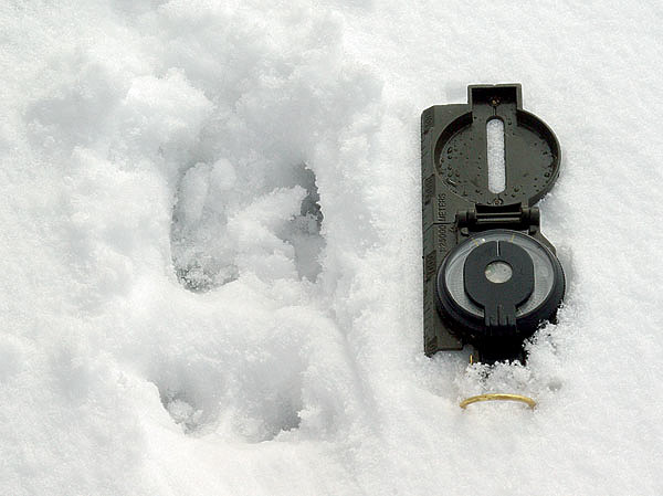Изображение След самца снежного барана. Фото автора. 