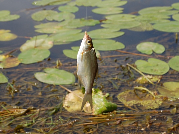 Изображение Фото: Яншевского Андрея.