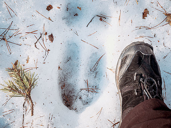 Изображение Я шел по следу двух лосей — крупного быка и коровы. ФОТО SHUTTERSTOCK