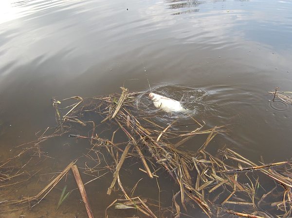 Изображение Прошлогодняя трава мешает подвести рыбу к берегу. Фото: Яншевского Андрея. 