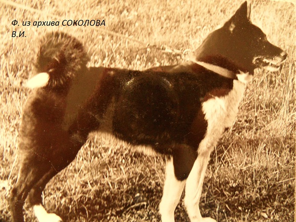 Изображение Чара 1924 р.71 от Аксая Копейкина и Сайды 1257 Вл.Катышев Б.Ф.