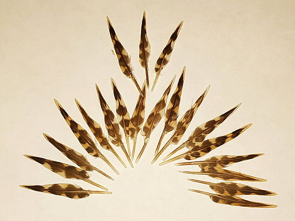 Изображение "Живописное перо" вальдшнепа. Фото: Семина Михаила