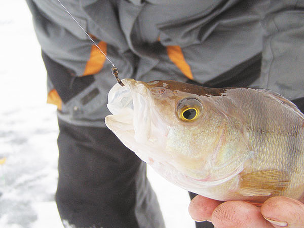 Изображение Фото: Линника Николая.