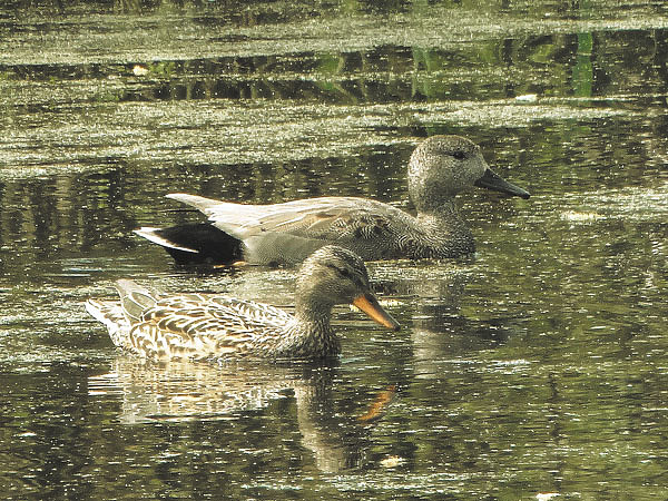 Изображение Серые утки. Фото автора. 