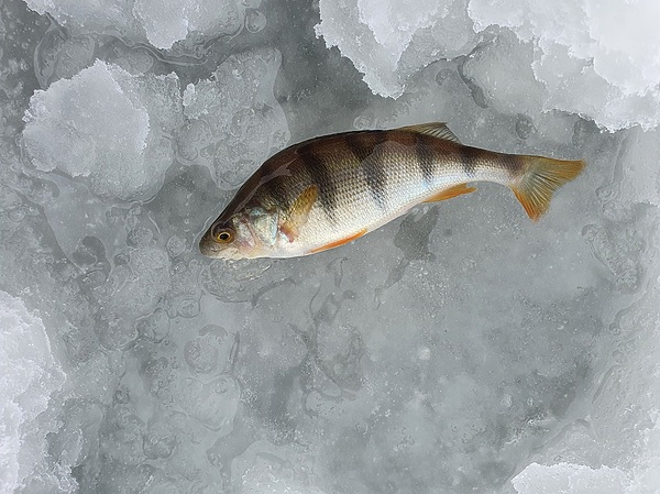 Изображение Окунь на этом коварном для меня пруду спасает от полного «ноля». Фото: Шеляга Геннадия.