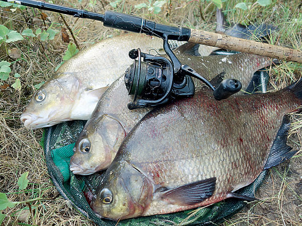 Изображение Несколько крупных лещей — достойный результат ночного бдения возле снастей. Фото: Николай Линник. 