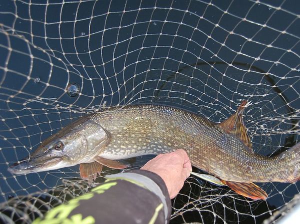 Изображение Фото: Яншевского Андрея.