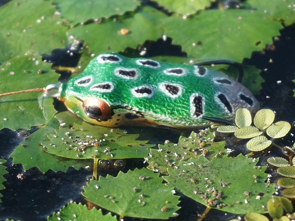 Изображение Силиконовая лягушка работает не хуже натуральной, а чаще всего лучше и дольше. Фото: Евгений Кузнецов. 
