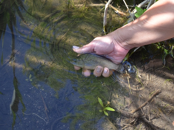 Изображение Карась – самый распространенный обитатель заброшенных прудов в средней полосе. Фото: Шеляга Геннадия.