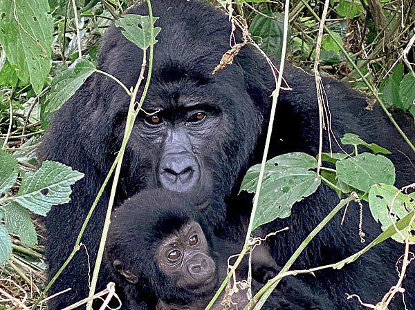 Изображение Детеныш гориллы полностью зависит от матери до трехлетнего возраста, когда становится самостоятельным членом группы. Фото автора. 