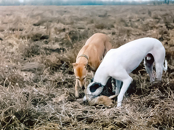 Изображение Заяц словлен. ФОТО Сергея МАТВЕЕВА