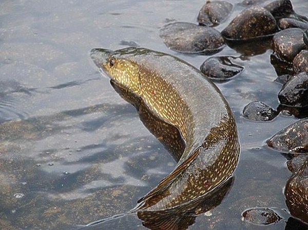 Изображение Фото: Блинова Геннадия.