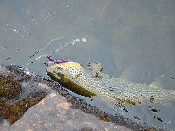 Изображение Фото: Геннадий Шеляг.
