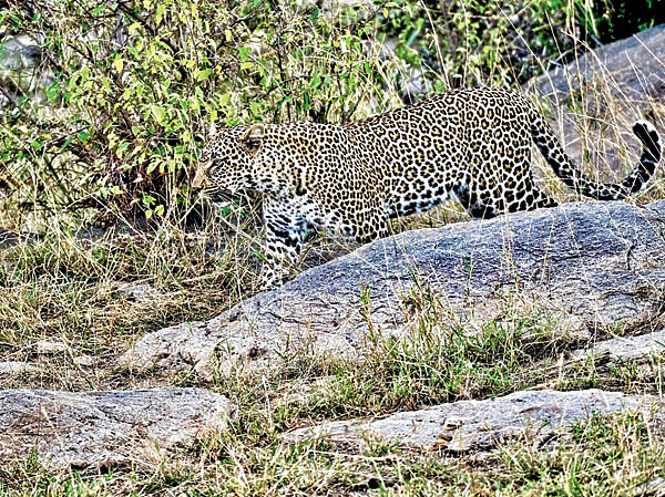 Изображение Увидеть леопарда днем — редкая удача. Фото автора. 