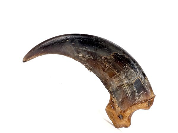 Изображение ФОТО SHUTTERSTOCK