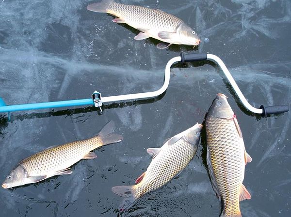 Изображение Фото: Алексей Коломиец.