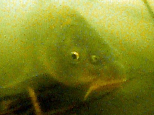 Изображение Фото: Алексей Коломиец. 