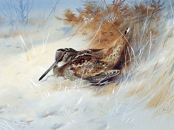 Изображение Работа Арчибальда Торнбурна