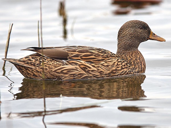 Изображение фото: Fotolia.com