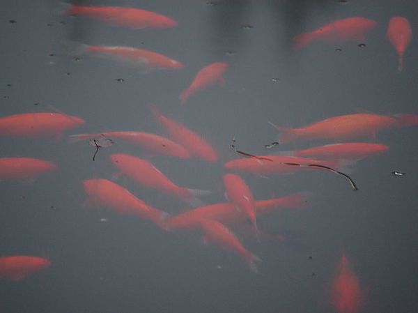 Изображение Прогулка под прозрачным льдом. Фото: Андрей Яншевский. 