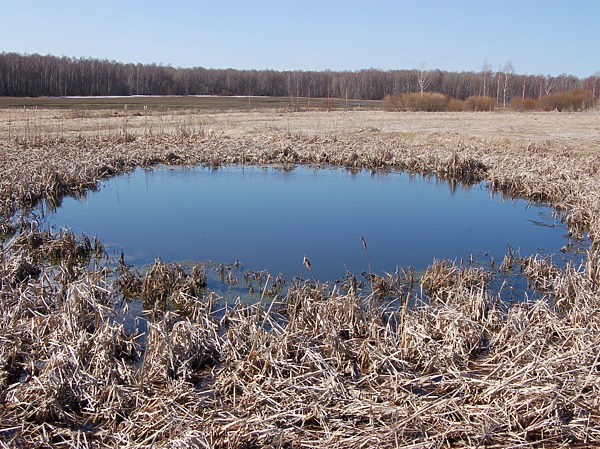 Изображение Здесь живут караси и ротаны. Фото: Яншевского Андрея.