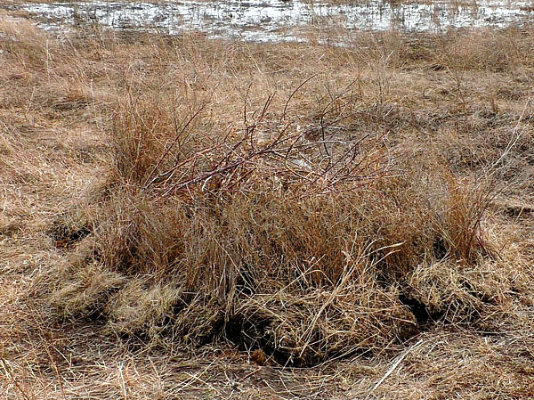 Изображение Время и усилия на рытье и маскировку  потрачены не зря. Фото автора. 