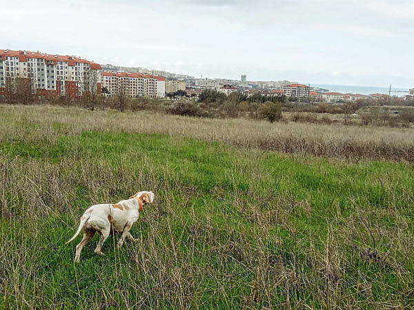 Изображение В окрестностях Геленджика  хорошие высыпки перепелов можно встретить на окраине города во время прогулки с собакой. фото СергеЯ МАТВЕЕВА 