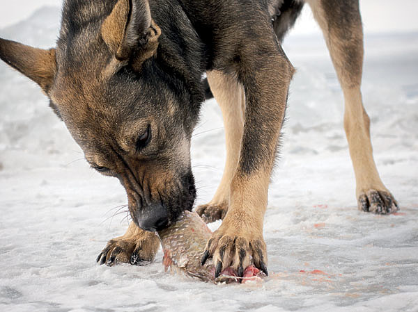 Изображение Голодной зимой собака не откажется от рыбного угощения. ФОТО SHUTTERSTOCK