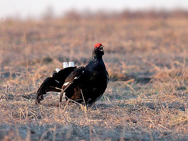 Изображение С середины апреля тетеревиные турниры достигают своего апогея. ФОТО ДМИТРИЯ ВАСИЛЬЕВА