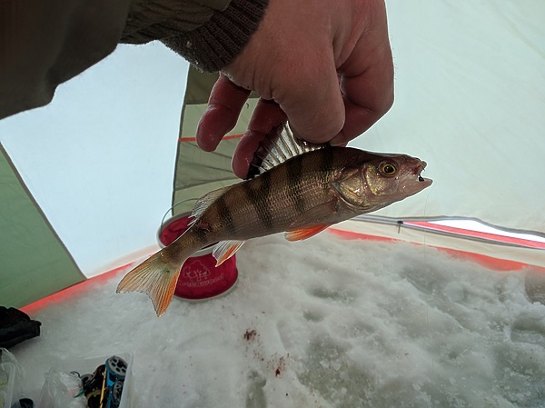 Изображение Полосатый красавец. Фото: Трембицкого Алексея. 