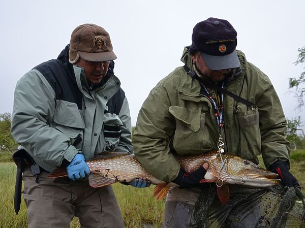 Изображение Несмотря на то, что эту щуку держит три руки, по всем признакам видно, что она в отличном состоянии. Фото: Геннадий Шеляг. 