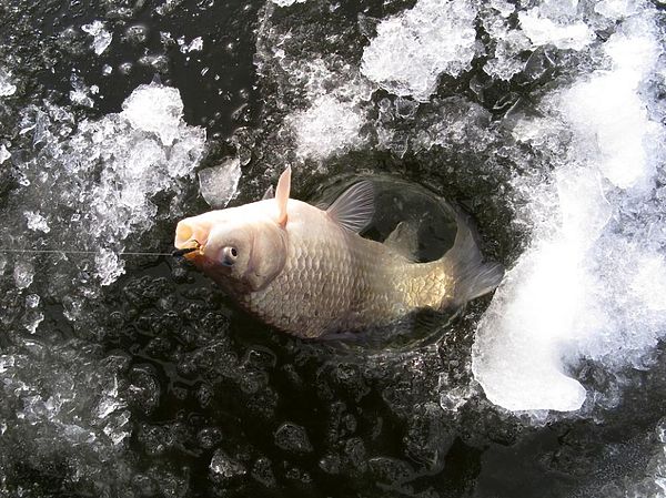 Изображение Фото: Алексей Коломиец. 