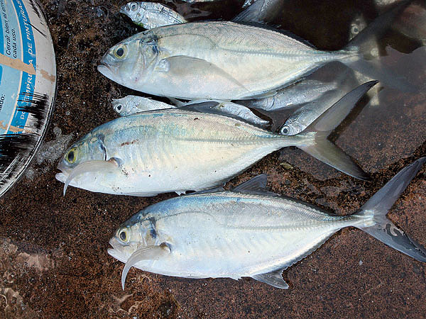 Изображение В открытом море рыбу можно добыть, ныряя с подводным ружьем. Фото: Марьяничева Алексея.