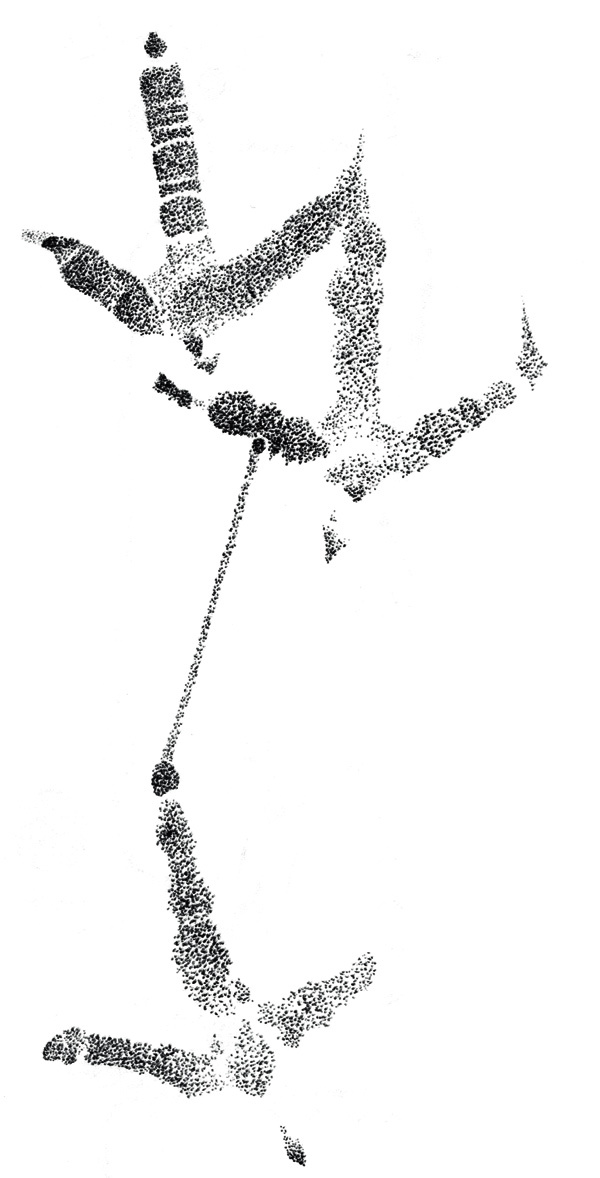 Изображение Рис. 3
Следы серой куропатки по первой пороше. Антропогенный сельский ландшафт. Комсомольский р-н, Ивановская обл. 26 октября 1997 г.