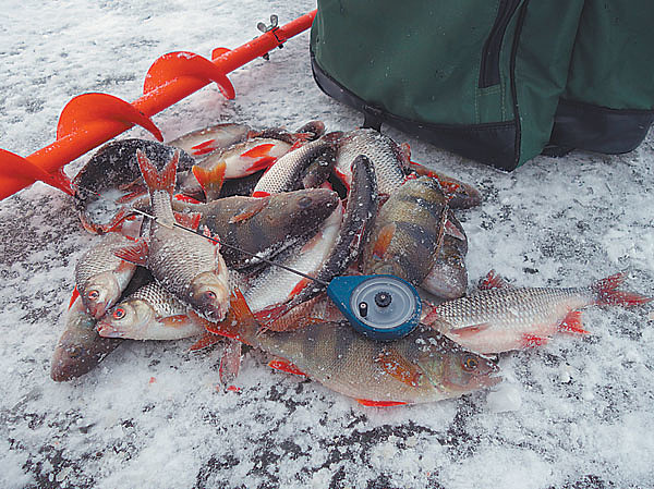 Изображение Фото: Николай Линник.