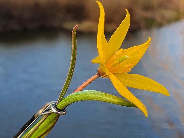 Изображение Тюльпан в тюльпане… Фото: Коломийца Алексея.